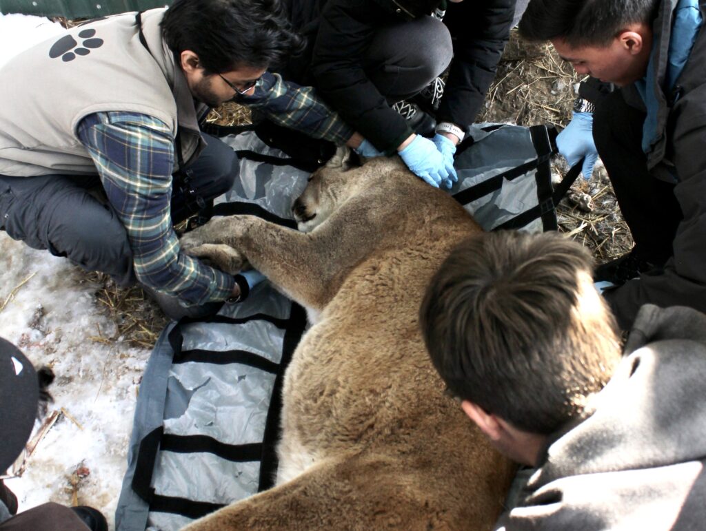 Stotra and the Wildlife Monitoring (Spring 23) class tagging a sedated mountain lion