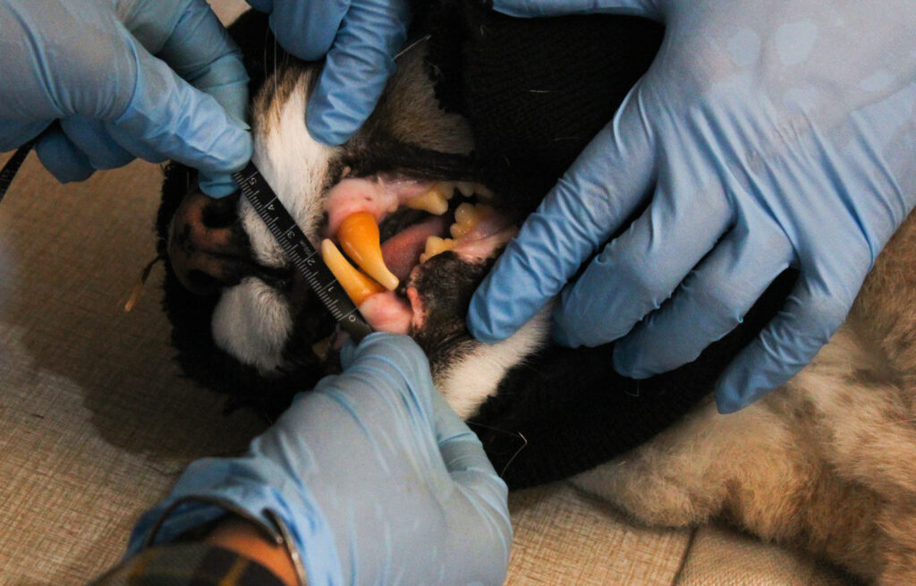 Teeth measurements on a sedated mountain lion as part of Wildlife Monitoring (Spring 23) course