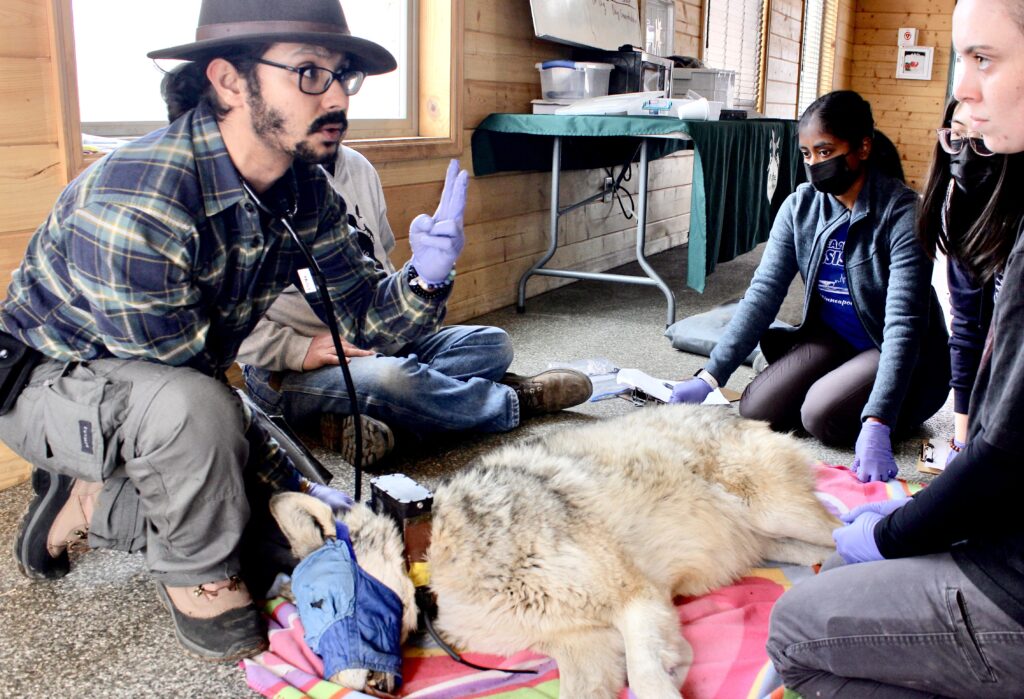 Stotra teaching the techniques of radio-collaring on a sedated wolf to the Wildlife Monitoring (Spring 22) course