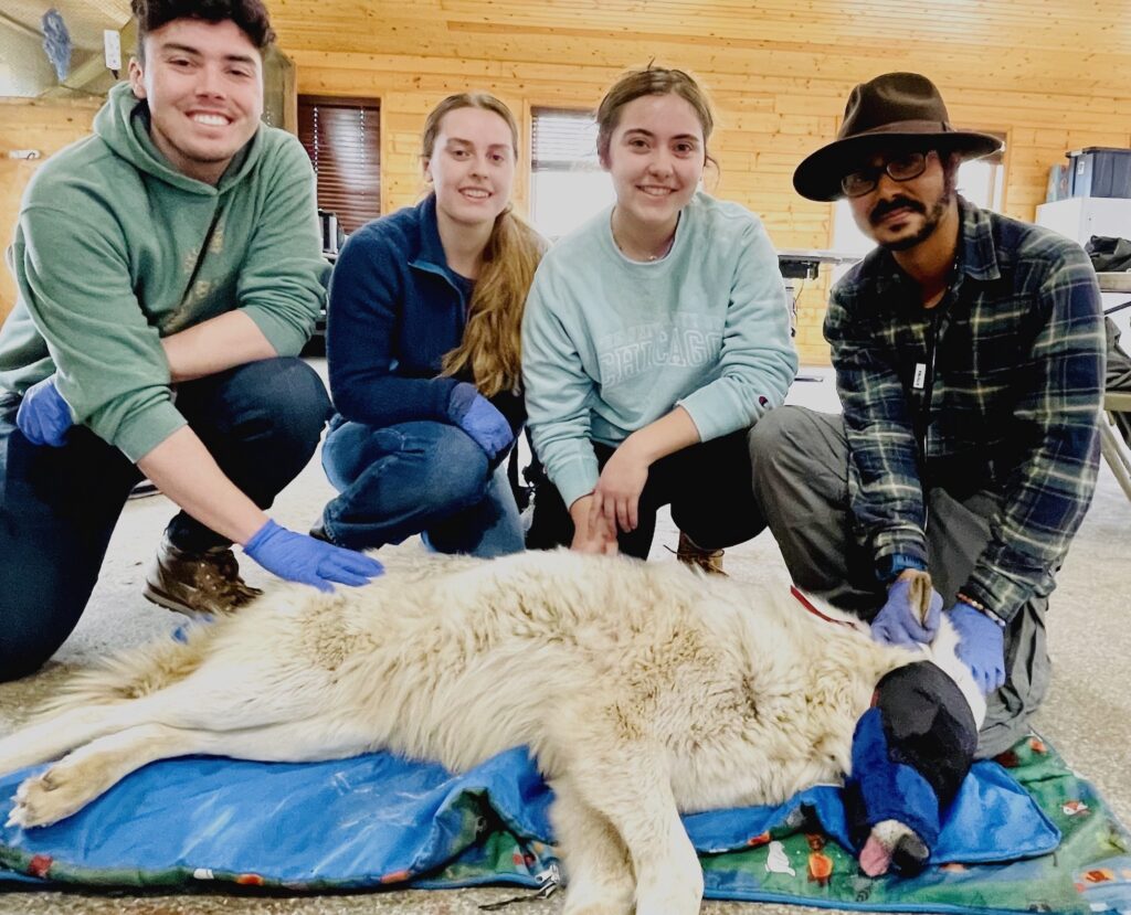 Stotra and WMT course TAs with a recently sedated and collared wolf